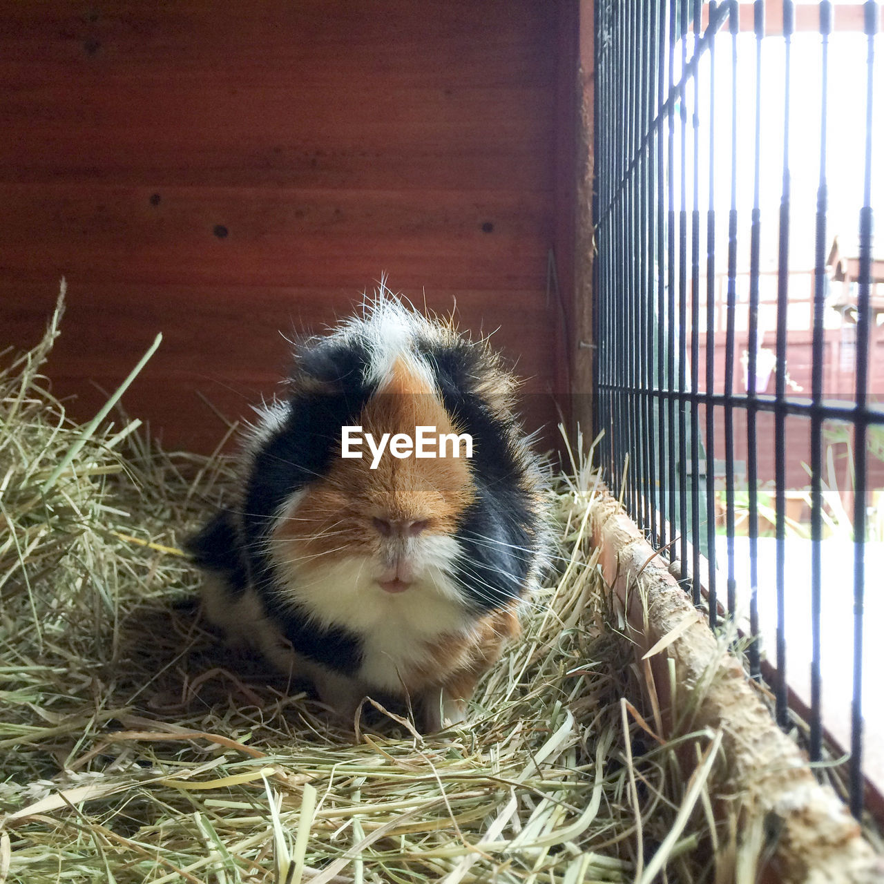 Guinea pig in cage