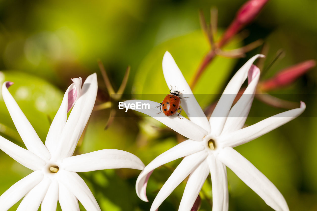 CLOSE-UP OF INSECT POLLINATING ON WHITE FLOWER