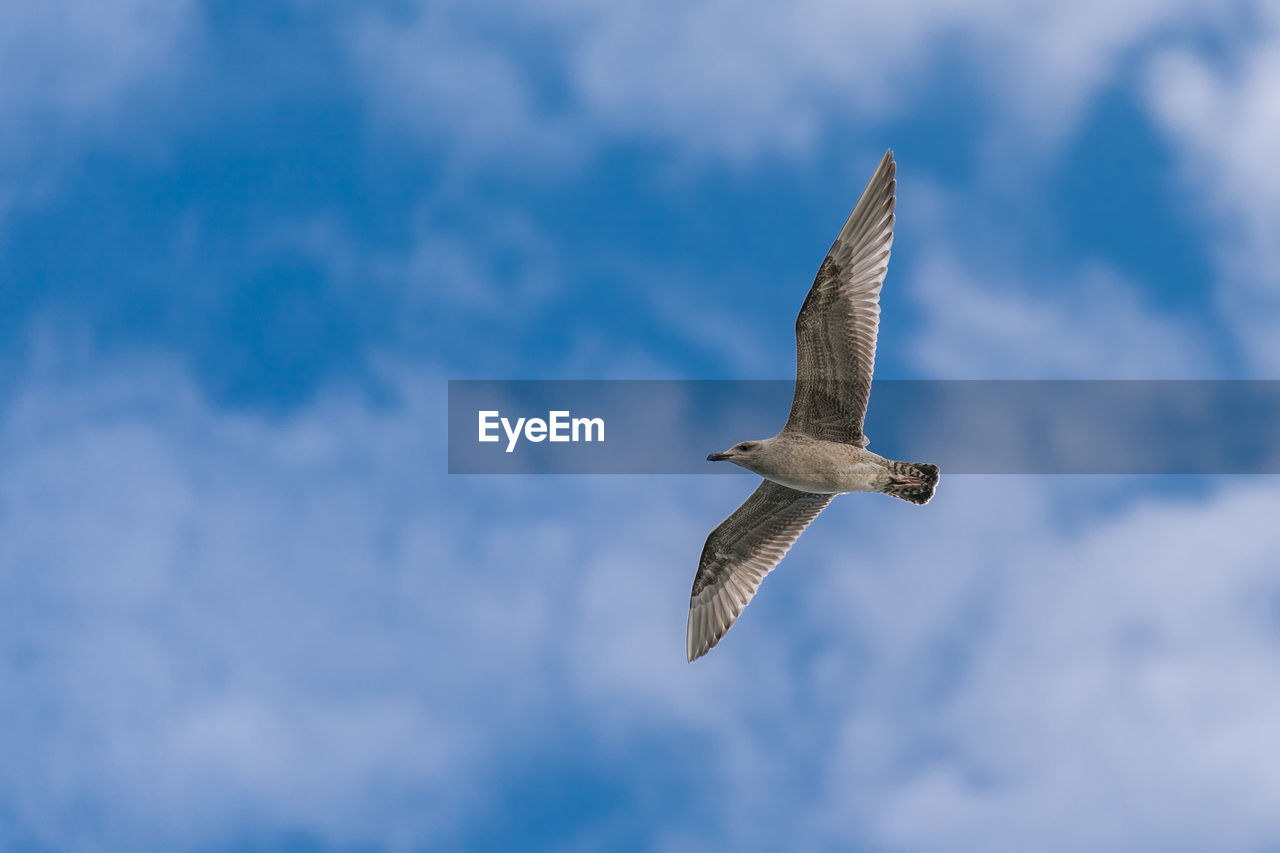 LOW ANGLE VIEW OF SEAGULL AGAINST SKY