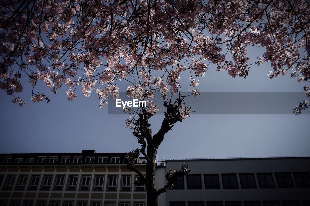 High section of built structure and cherry blossom tree against blue sky