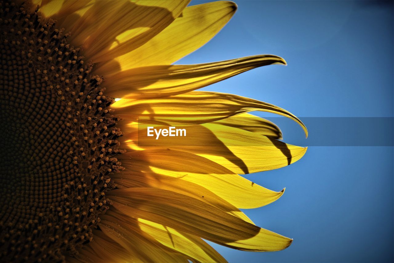 CLOSE-UP OF SUNFLOWER IN BLOOM AGAINST SKY