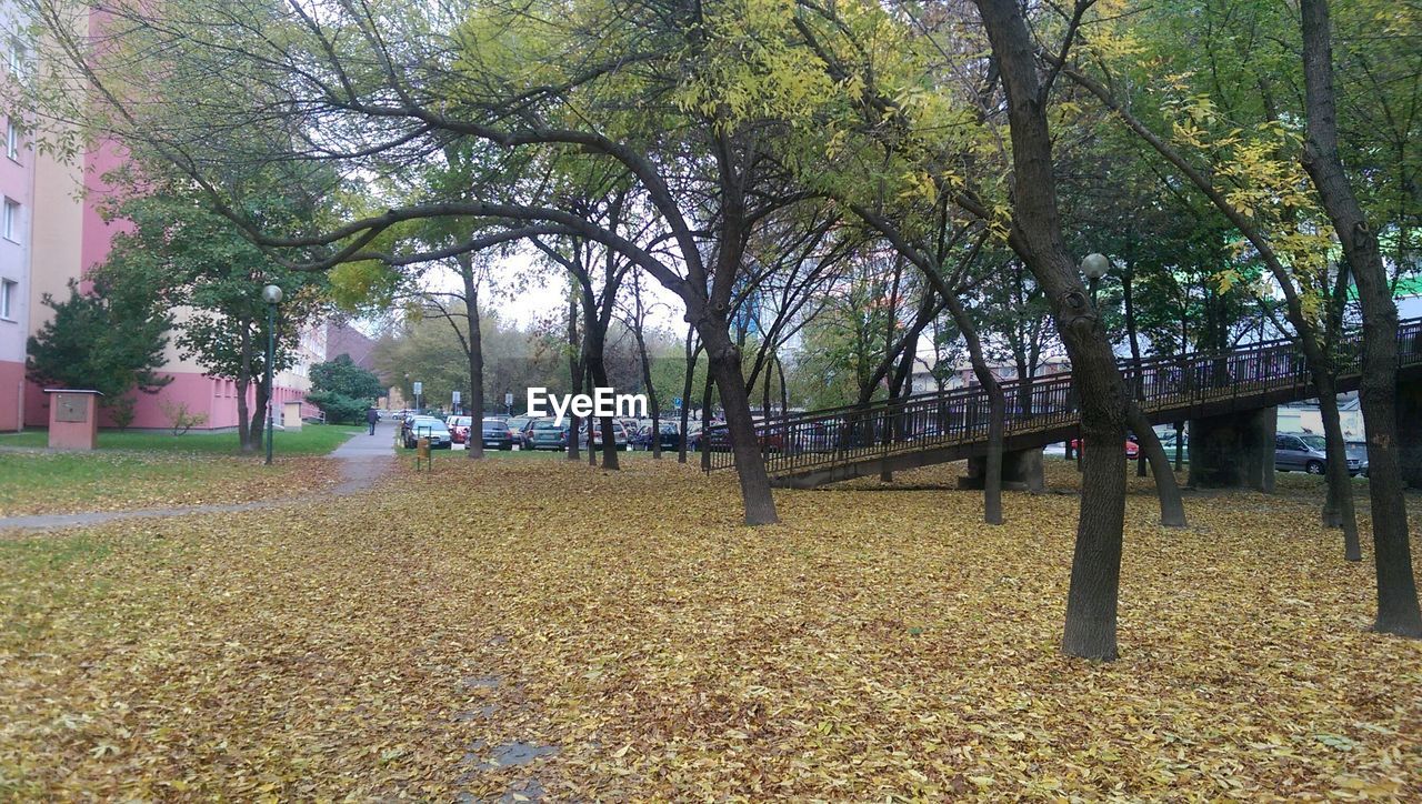 VIEW OF TREES IN THE FOREST