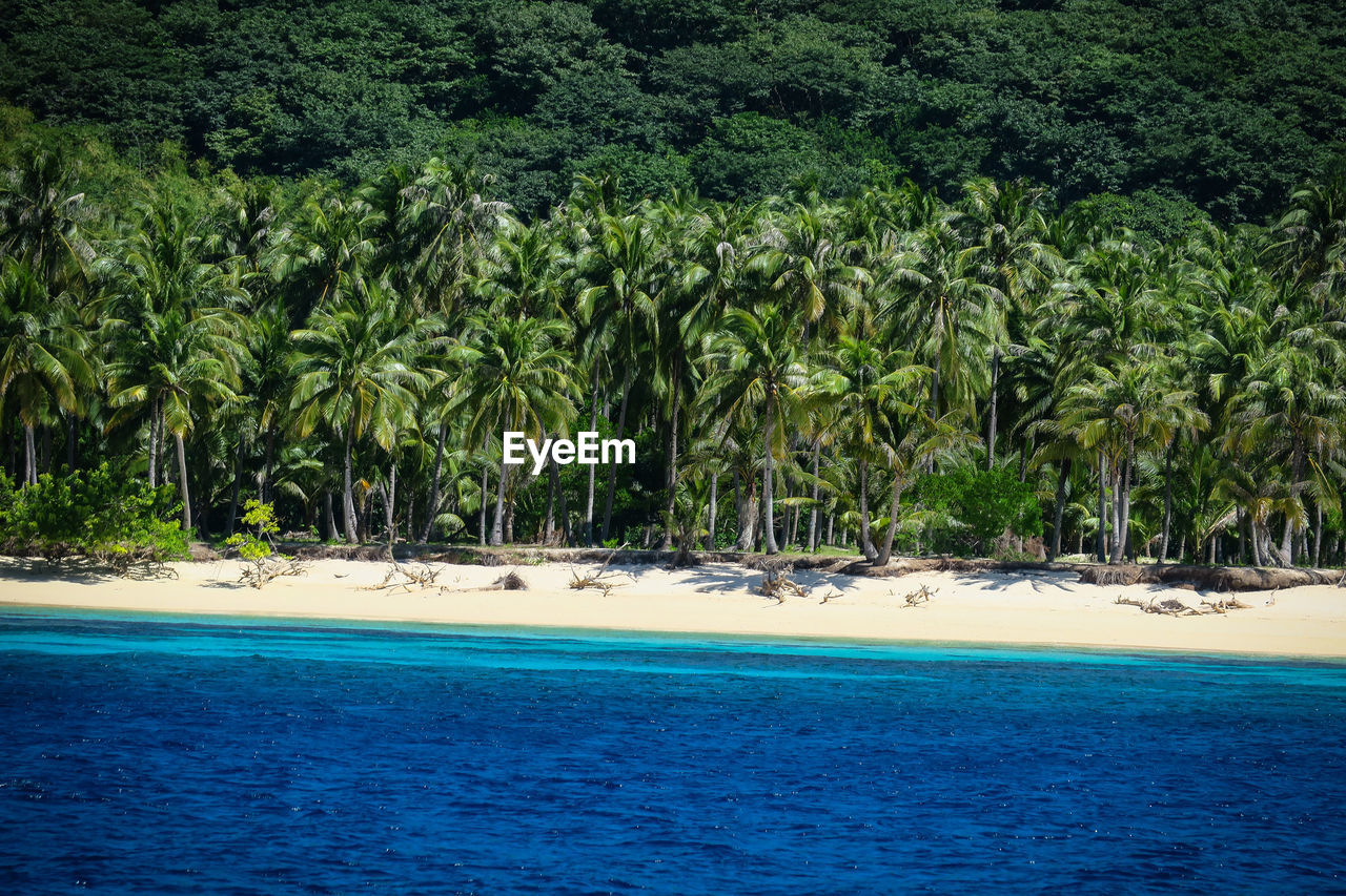 Scenic view of palm trees on beach
