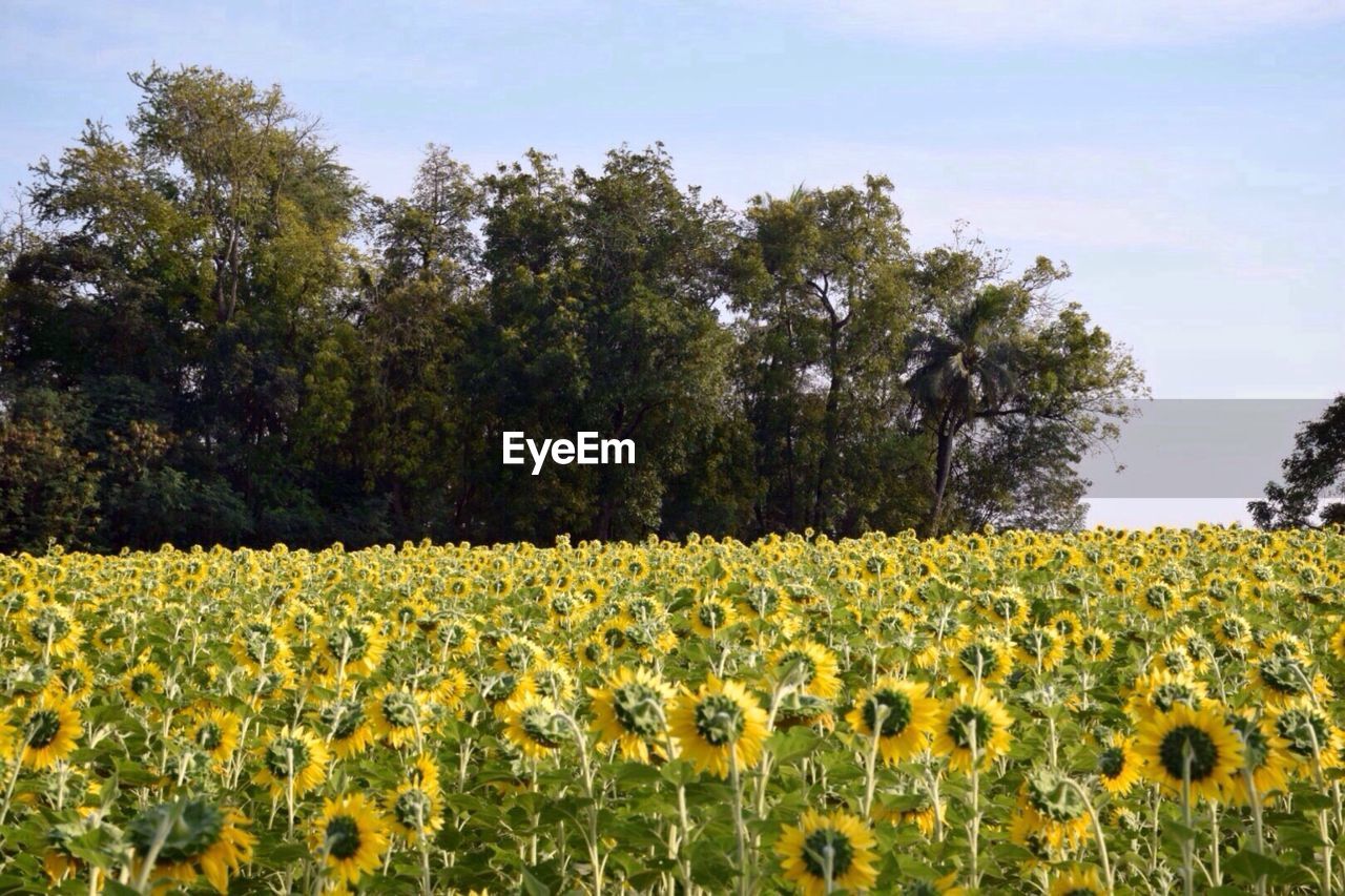 VIEW OF OILSEED RAPE FIELD