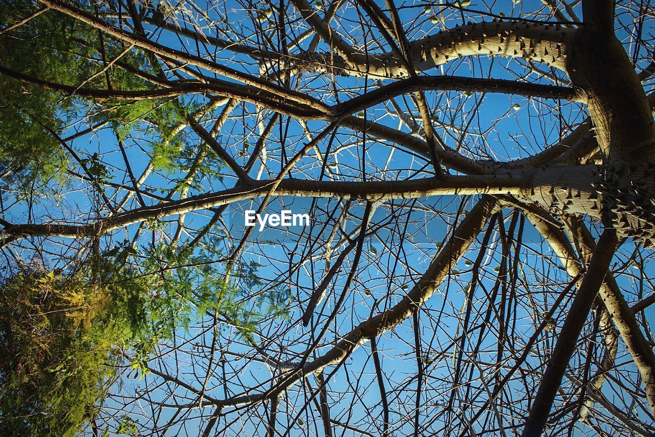 Low angle view of bare trees in forest