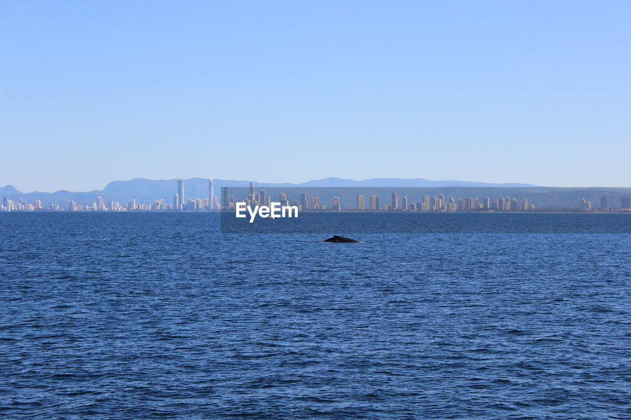 Mid distance view of whale swimming in sea