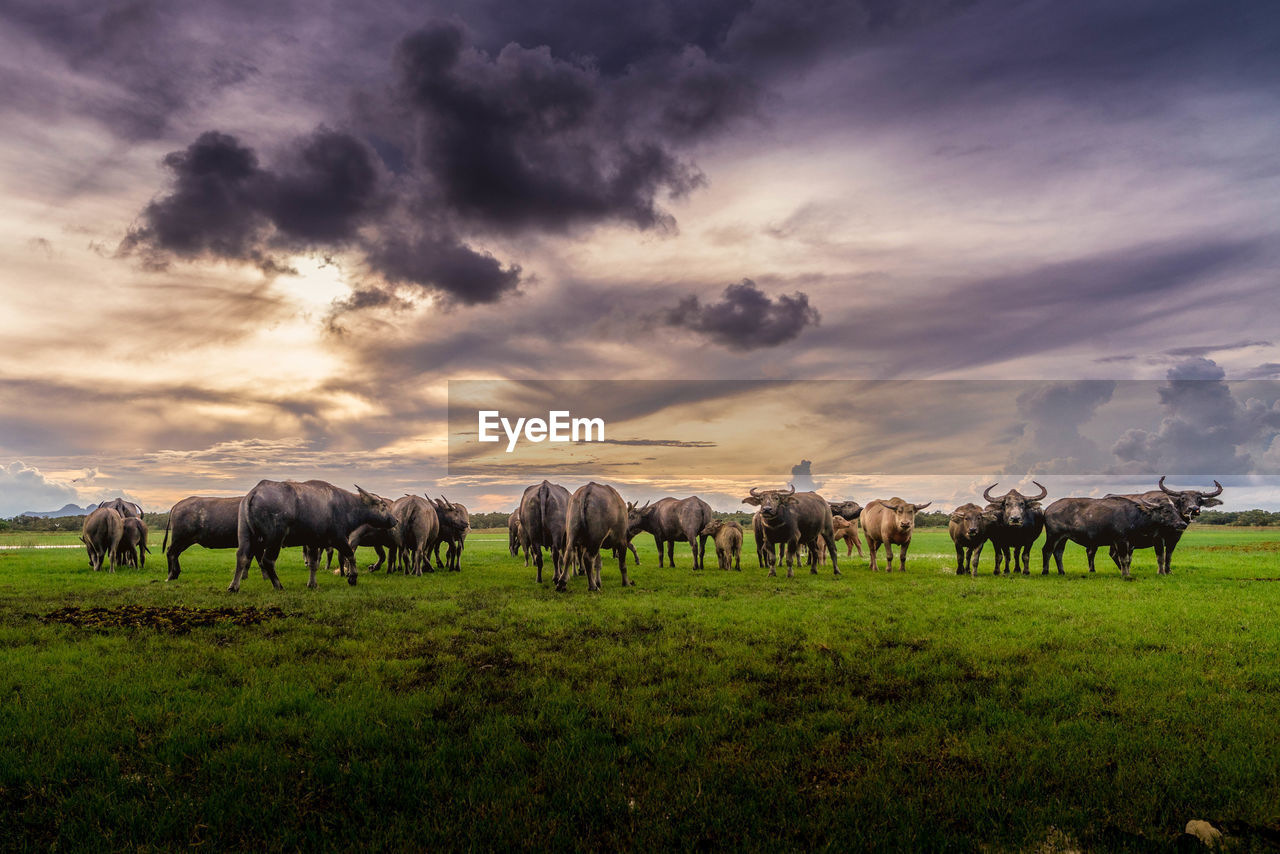 Water buffalo on landscape against sky