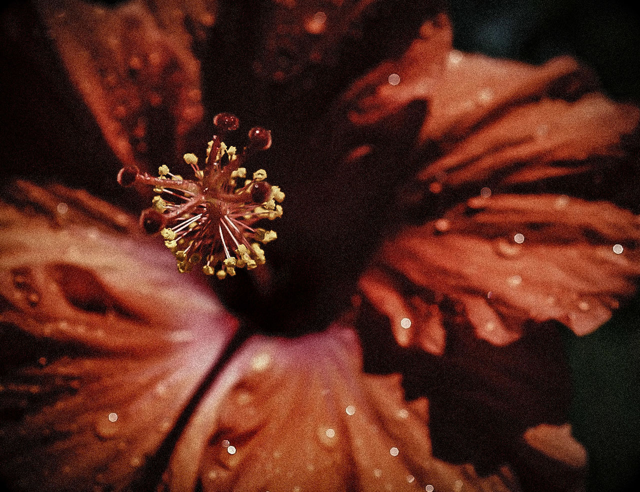 CLOSE-UP OF TREE