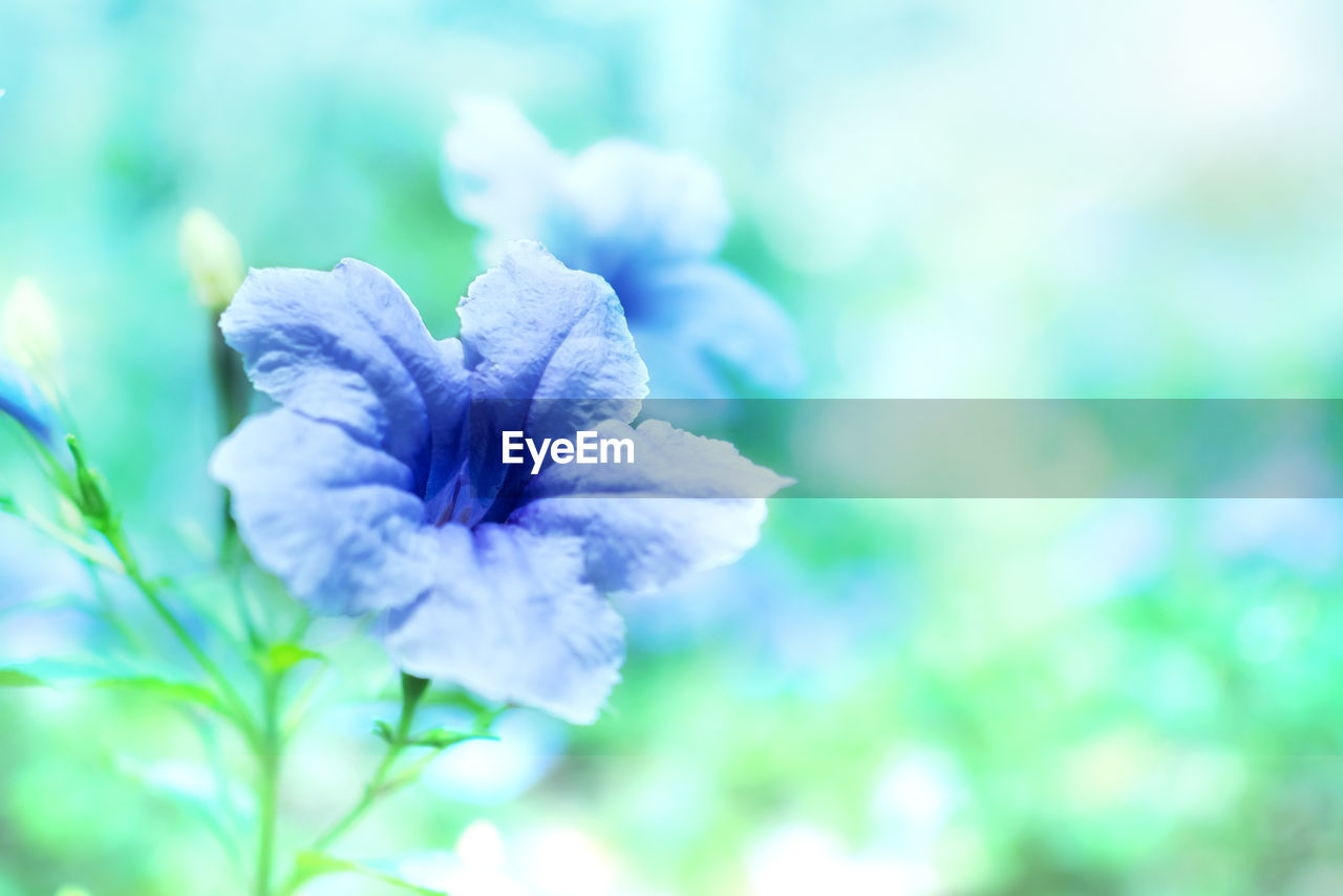 CLOSE-UP OF PURPLE FLOWER