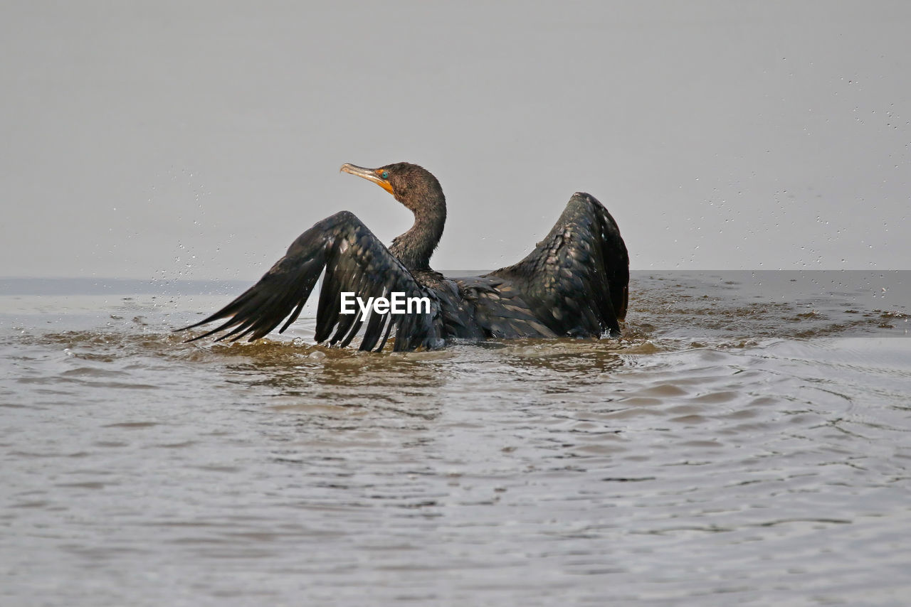 Cormorant bird in water