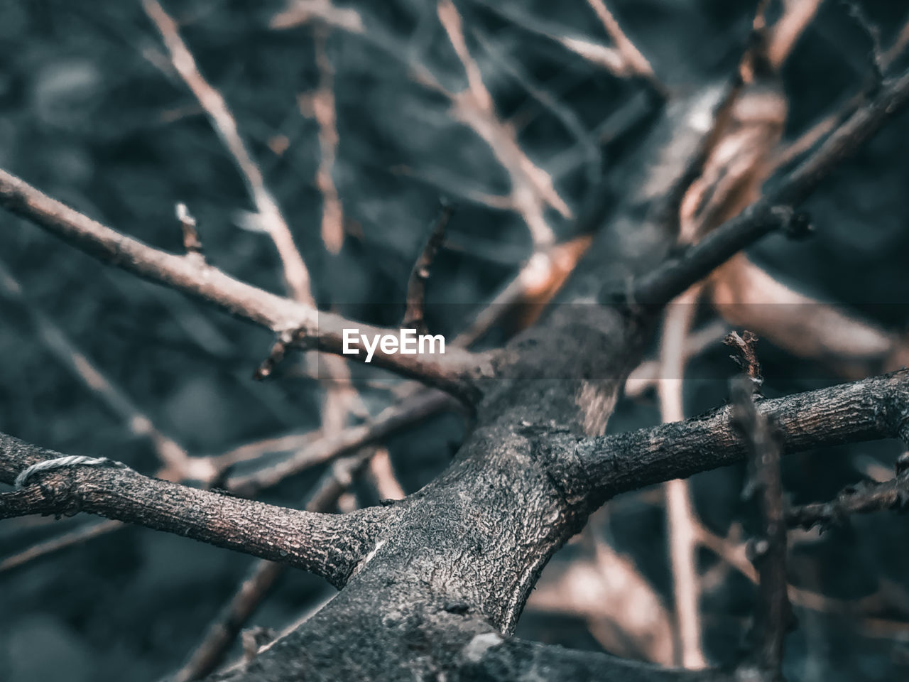 Low angle view of tree branch.