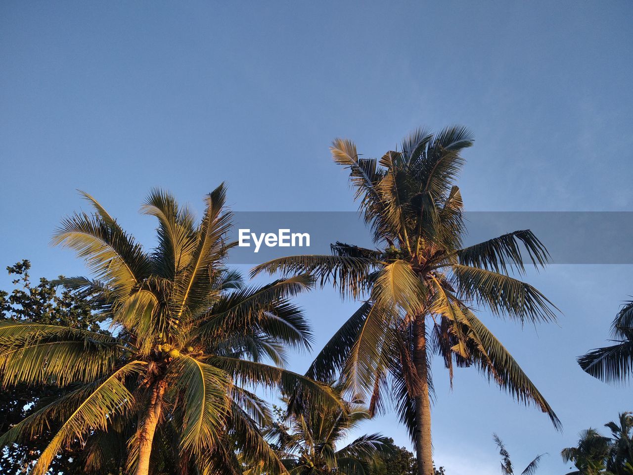 low angle view of palm tree against clear sky