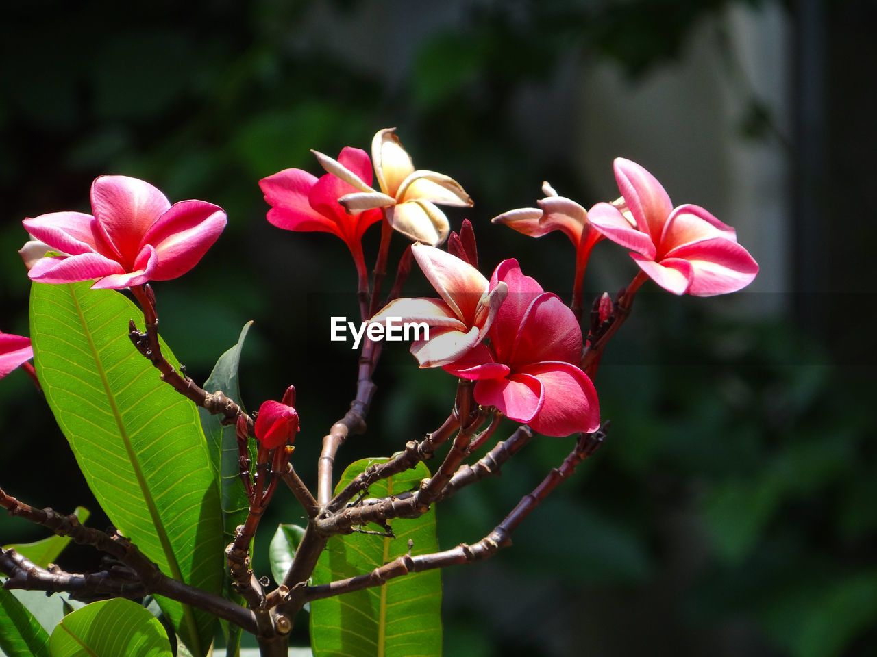 Close-up of pink flowering plant