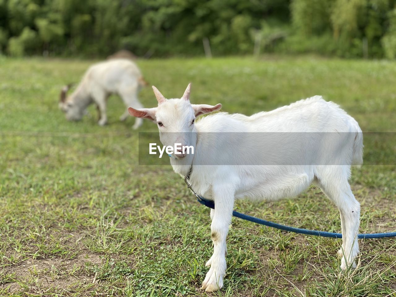 HORSE STANDING ON FIELD