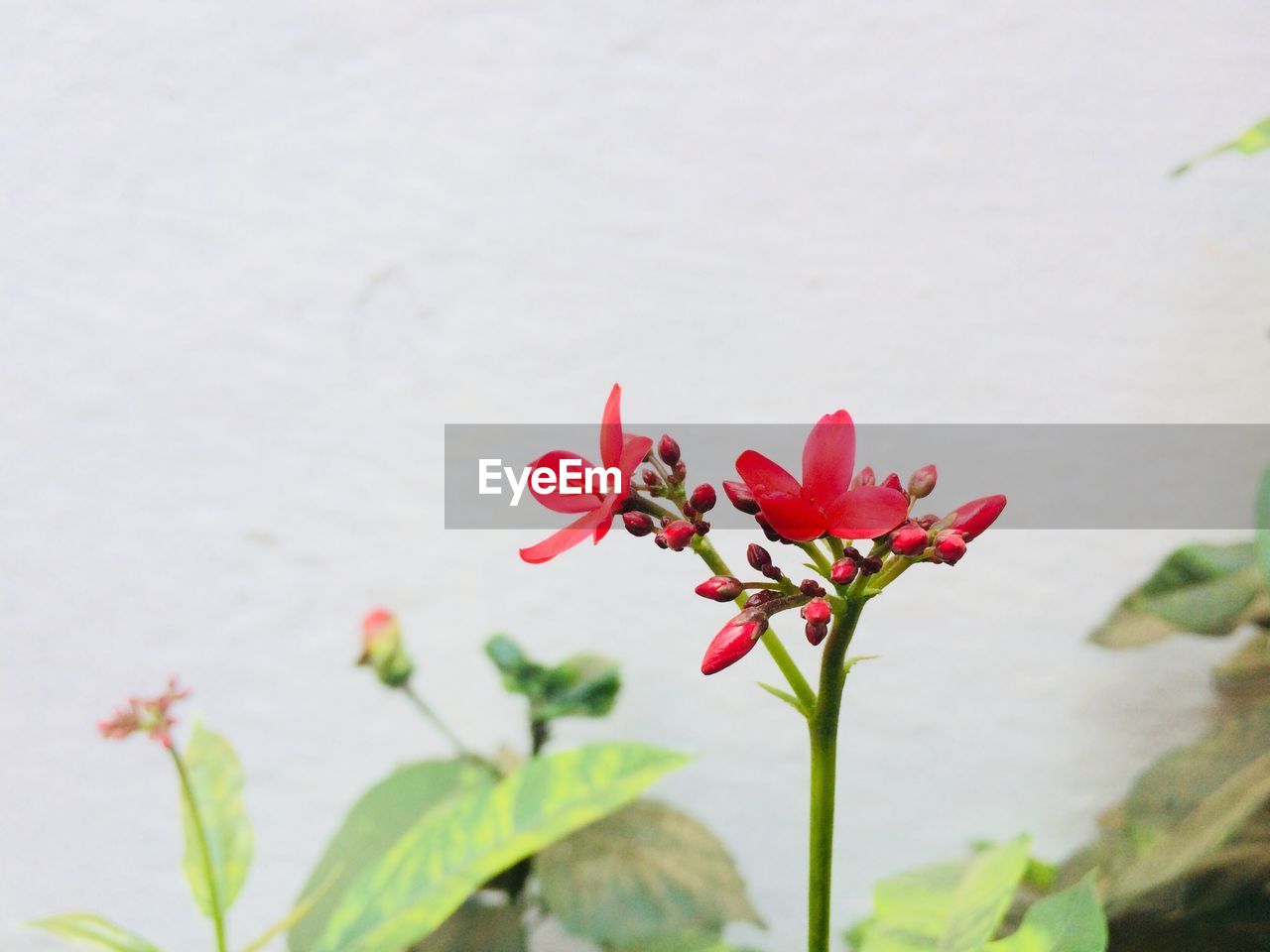 CLOSE-UP OF PINK FLOWER BLOOMING AGAINST WALL