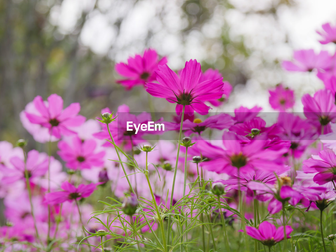 Close-up of pink cosmos flowers on field