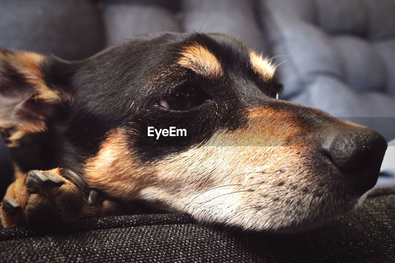 Close-up of dog resting on sofa at home