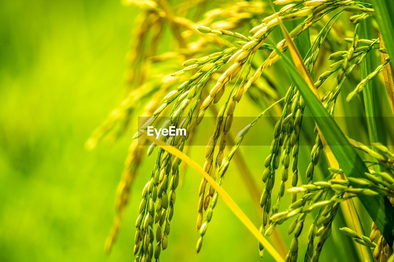 Close-up of wheat growing on farm