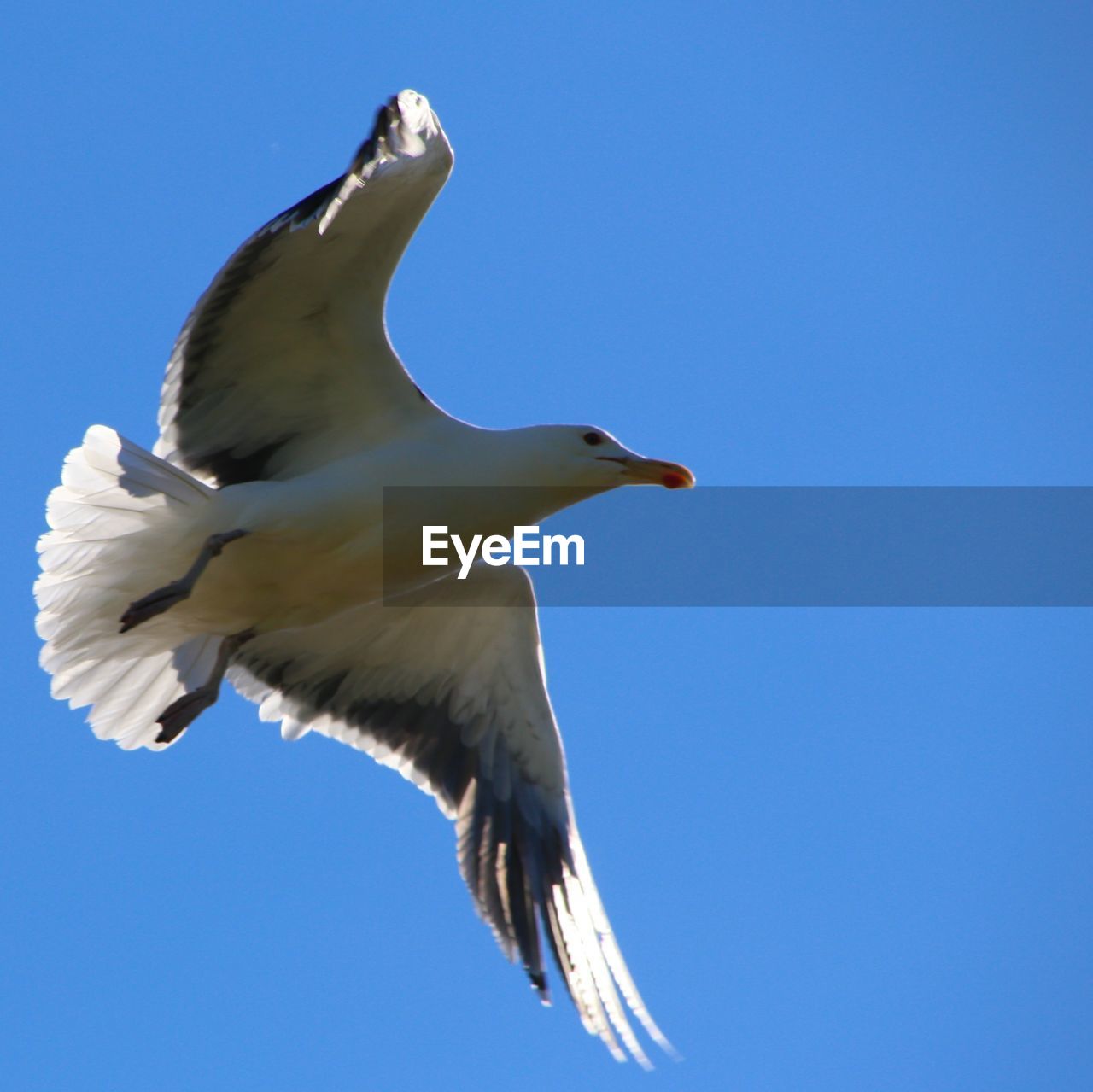 Low angle view of seagull