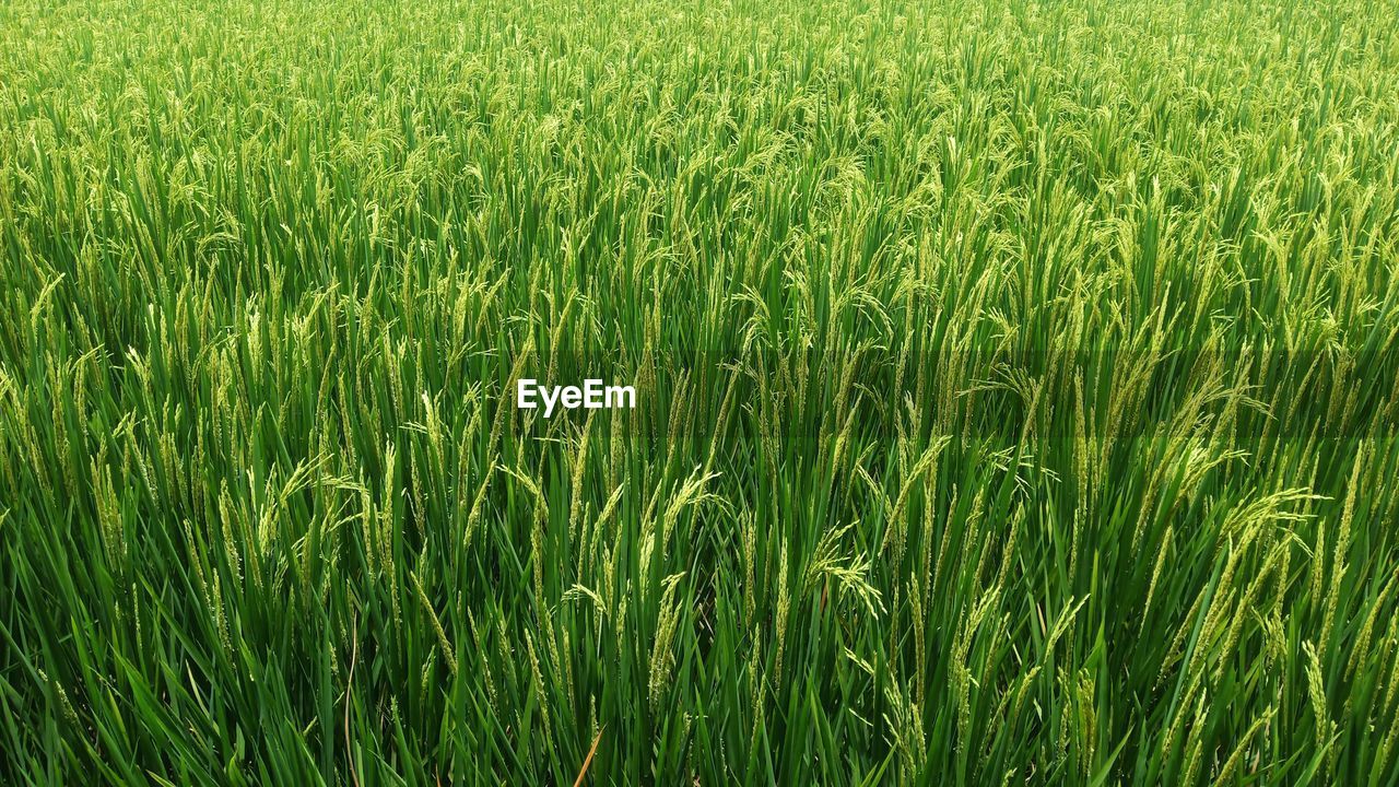 full frame shot of grass