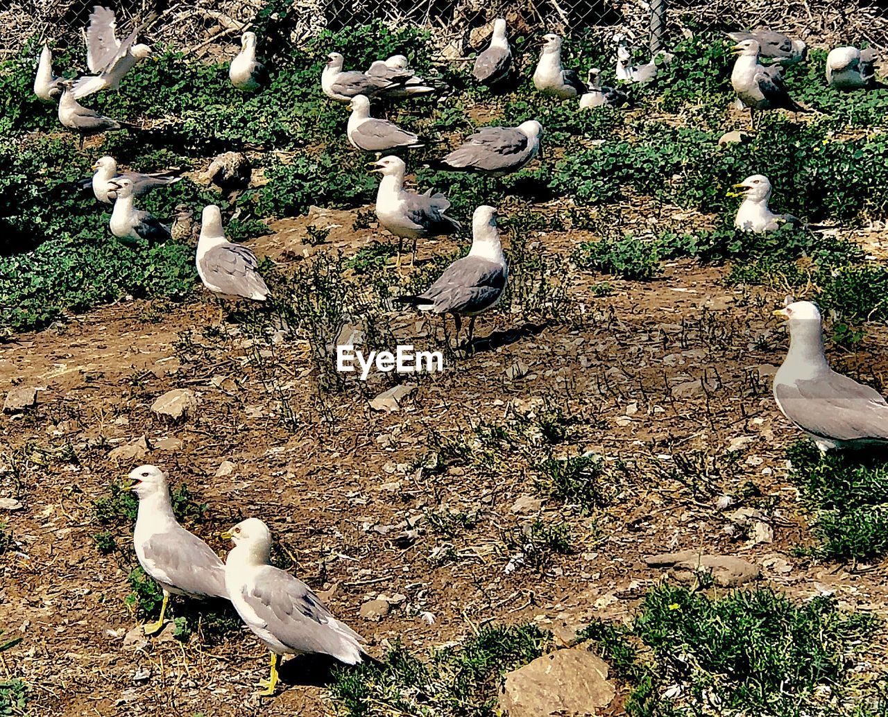 HIGH ANGLE VIEW OF SEAGULLS PERCHING ON A LAND
