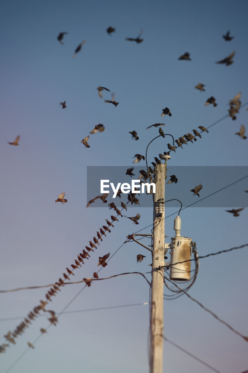 Starlings gather, in south hero, vermont, to prepare to migrate south.