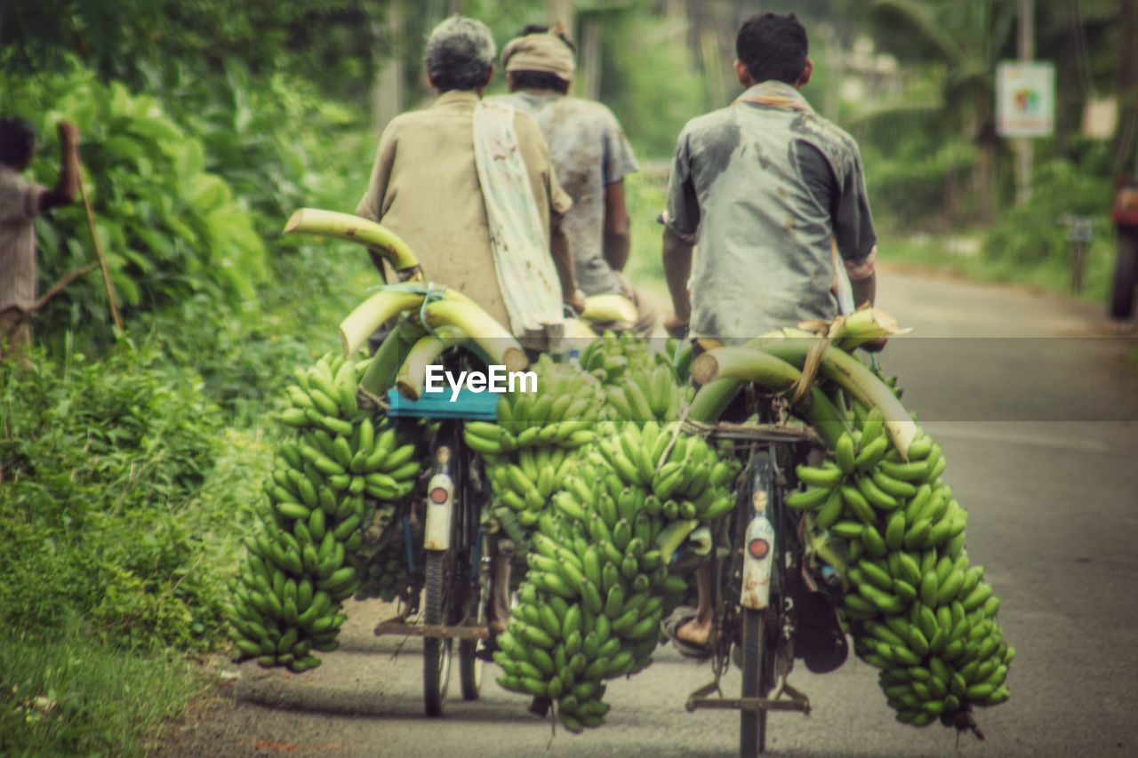 Rear view of men carrying bananas on bicycle