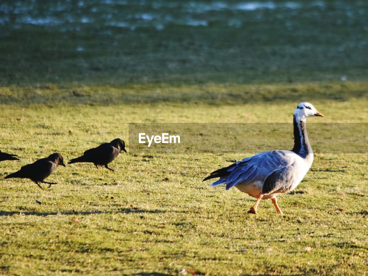 DUCK ON LAKE