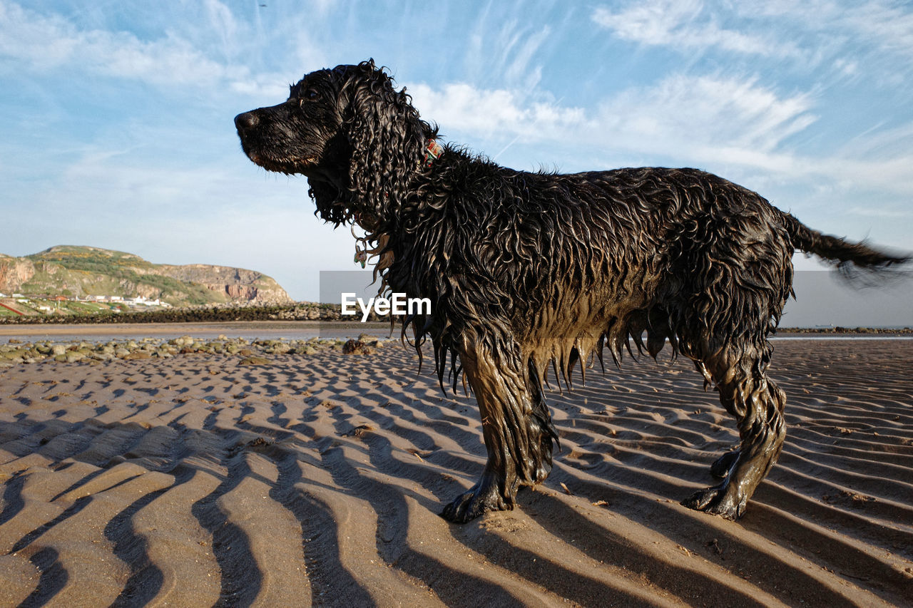 View of a  very dirty dog on beach