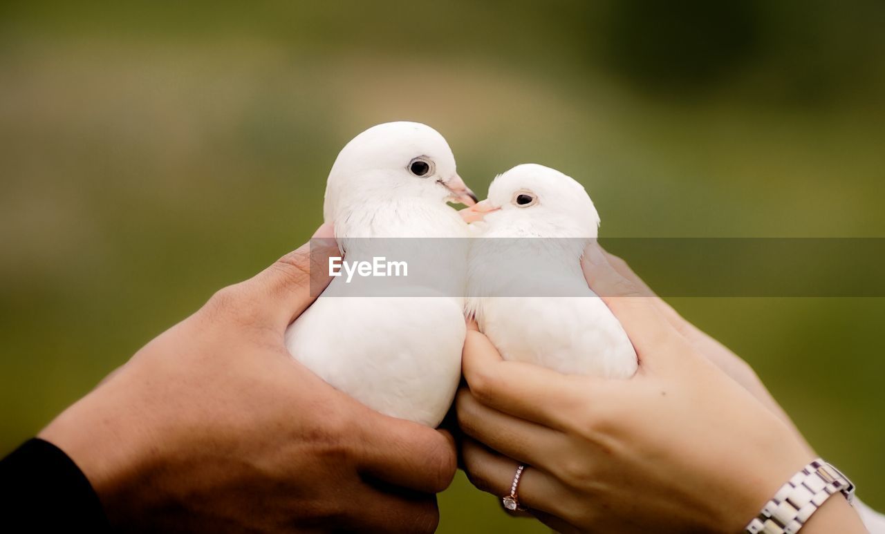 Close-up of hand holding bird