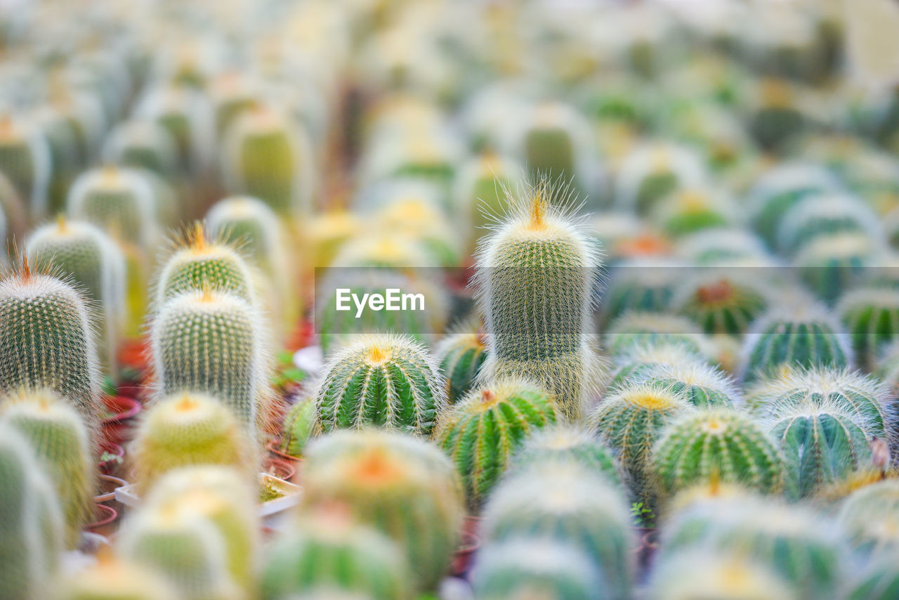 Full frame shot of succulent plant