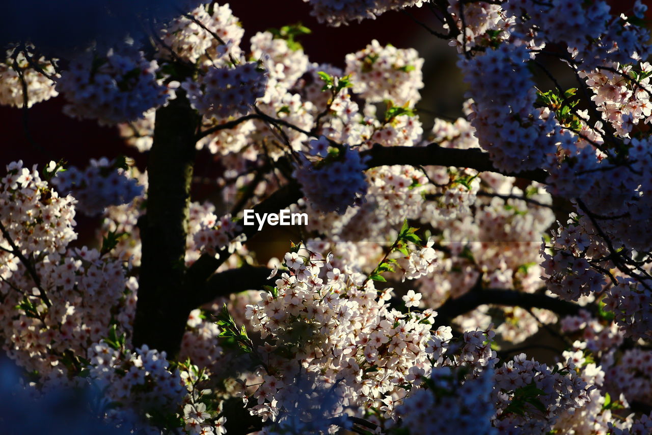 CLOSE-UP OF CHERRY BLOSSOM