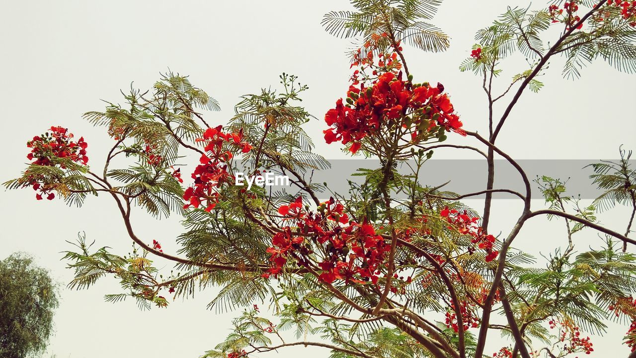 LOW ANGLE VIEW OF TREE