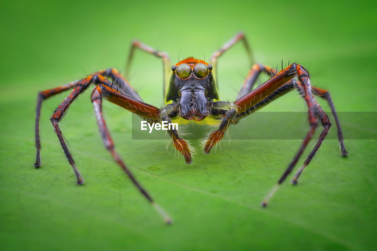 CLOSE-UP OF SPIDER ON GREEN LEAF