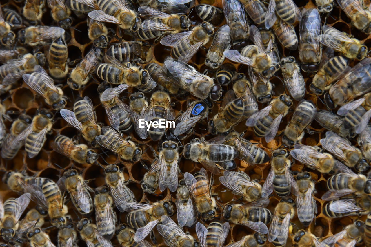 HIGH ANGLE VIEW OF HONEY BEE