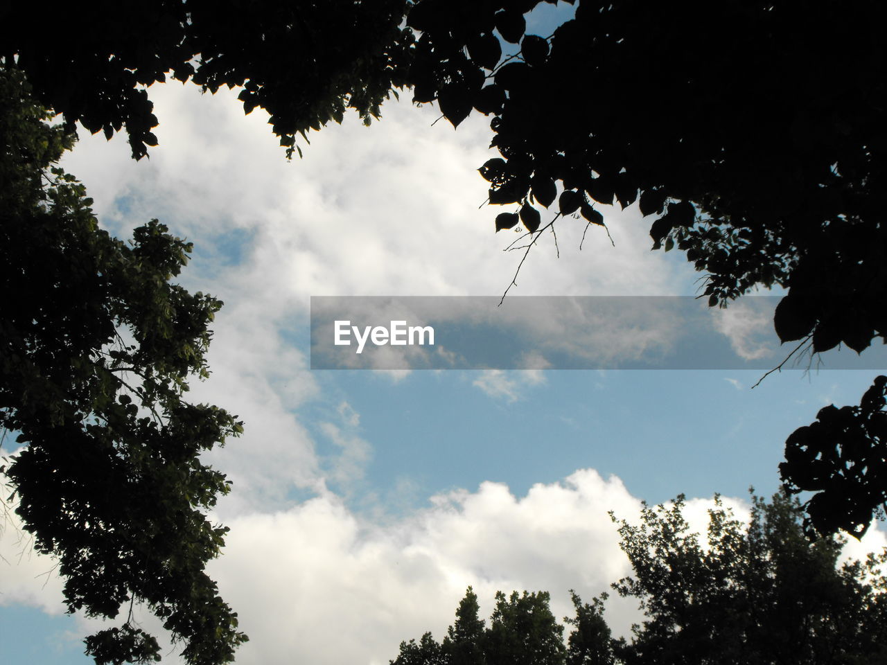 LOW ANGLE VIEW OF TREES AGAINST CLOUDY SKY