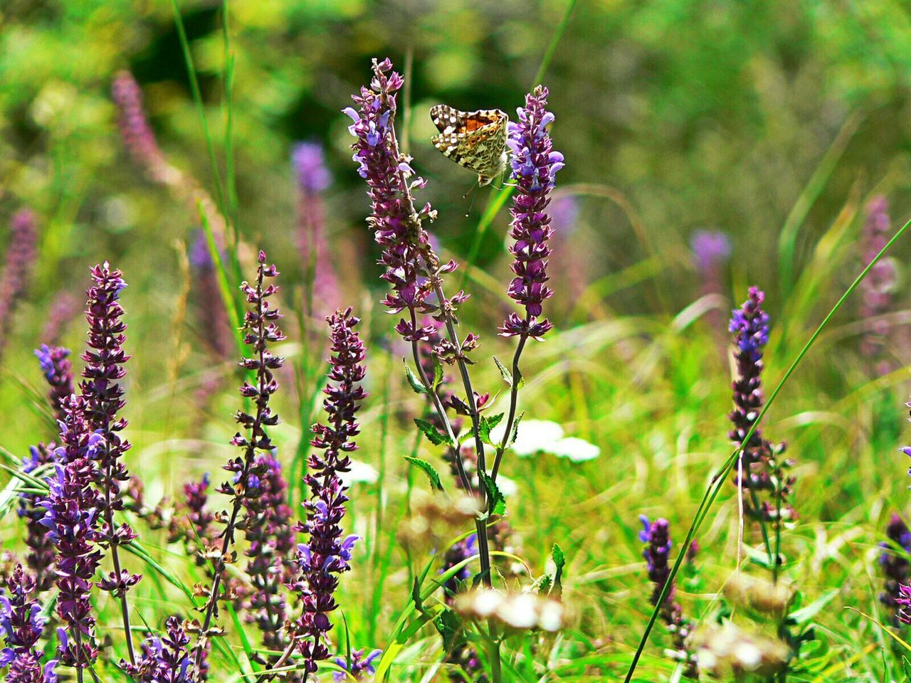 Close-up of purple flowers growing on field