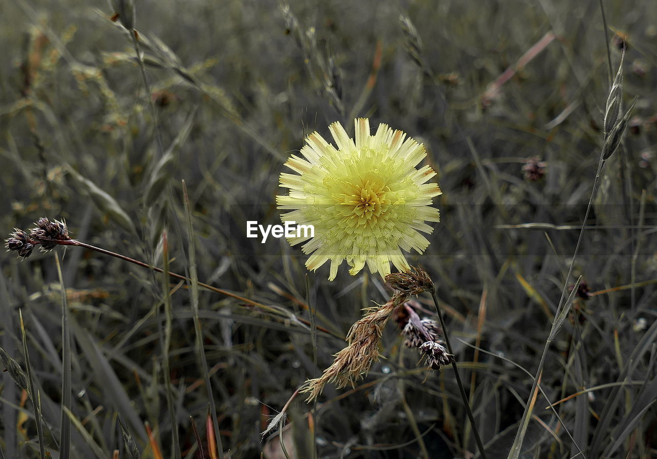 CLOSE-UP OF PLANT GROWING IN PARK