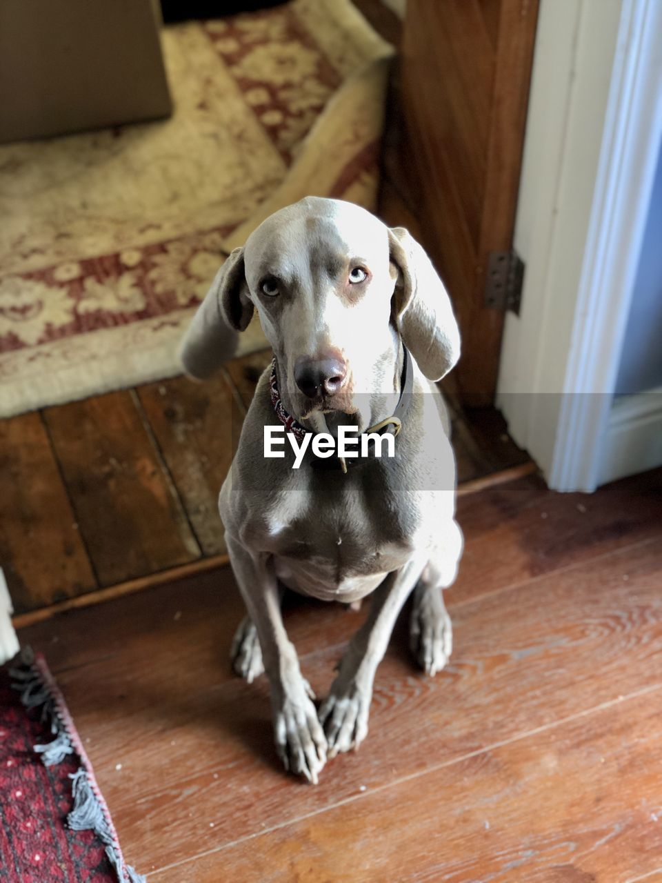 PORTRAIT OF DOG SITTING ON WOODEN FLOOR