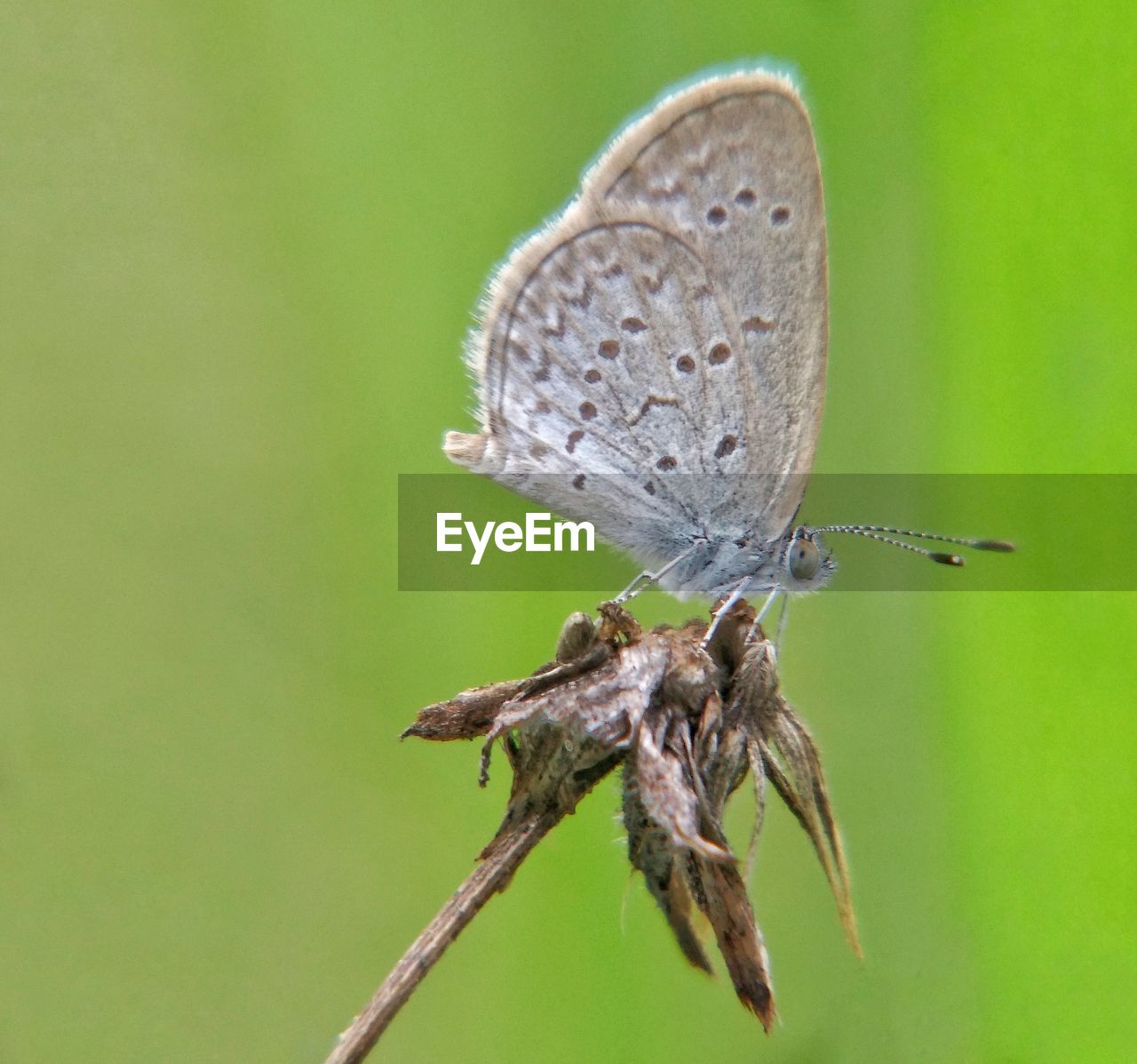 BUTTERFLY ON LEAF