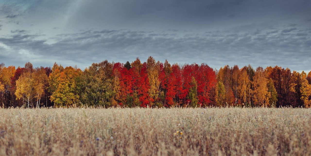 Scenic view of pine trees in forest during autumn against sky