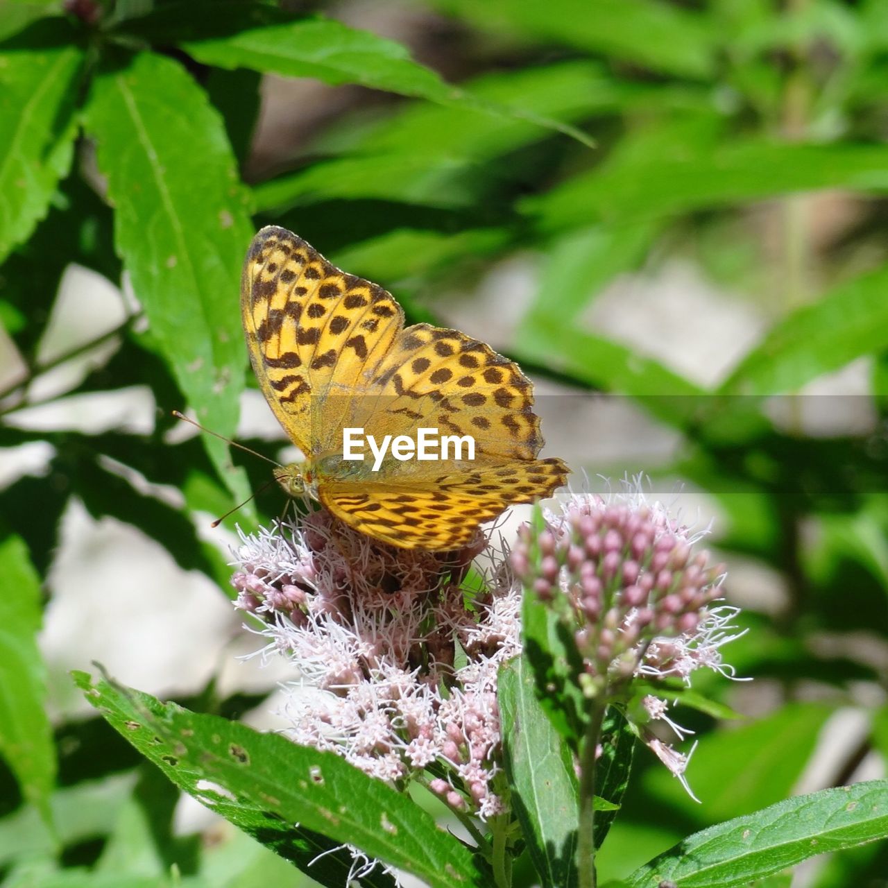 CLOSE-UP OF BUTTERFLY ON PLANT