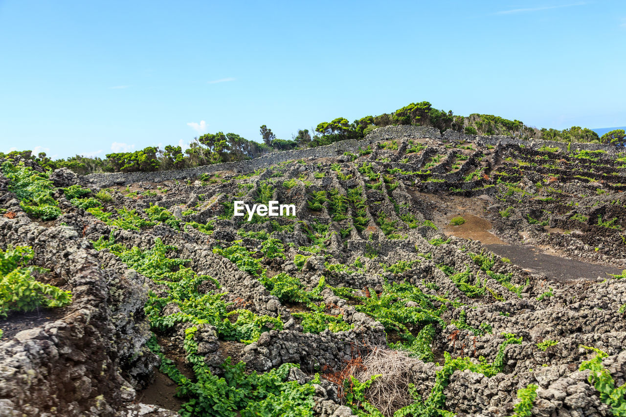  a vineyard and the surrounding basalt stone walls