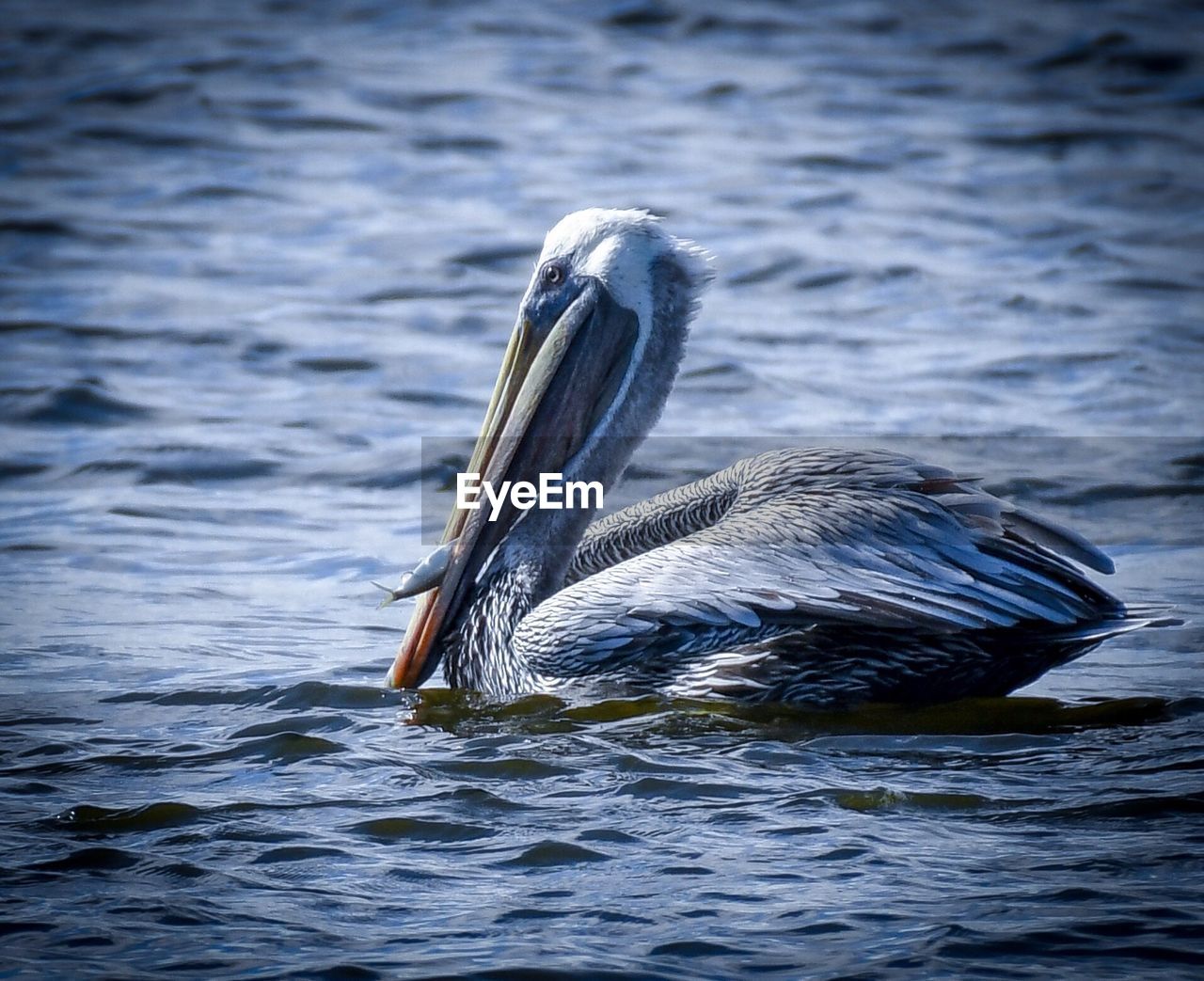 CLOSE-UP OF PELICAN SWIMMING IN LAKE