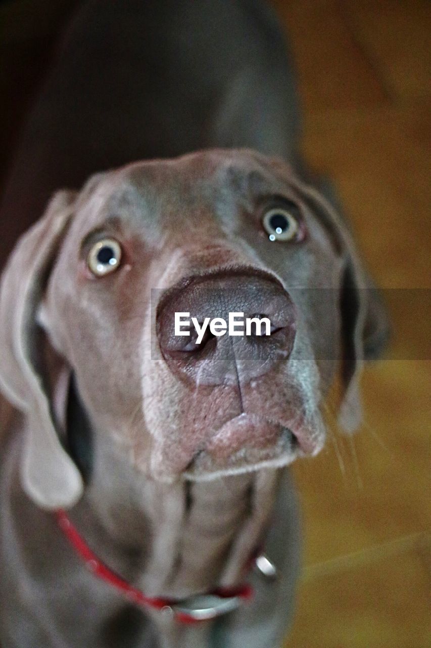 High angle view of surprised weimaraner dog looking up at home