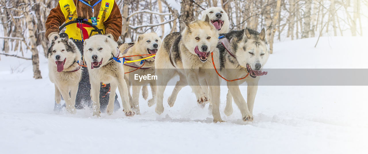 Running sled dog team. kamchatka sled dog race beringia