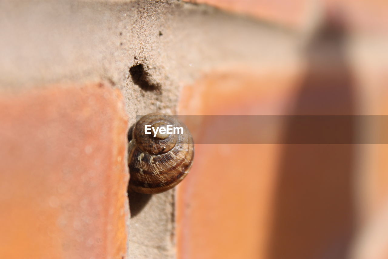 Close-up of snail