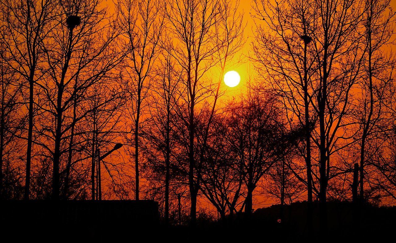 Silhouette bare trees against orange sky at forest