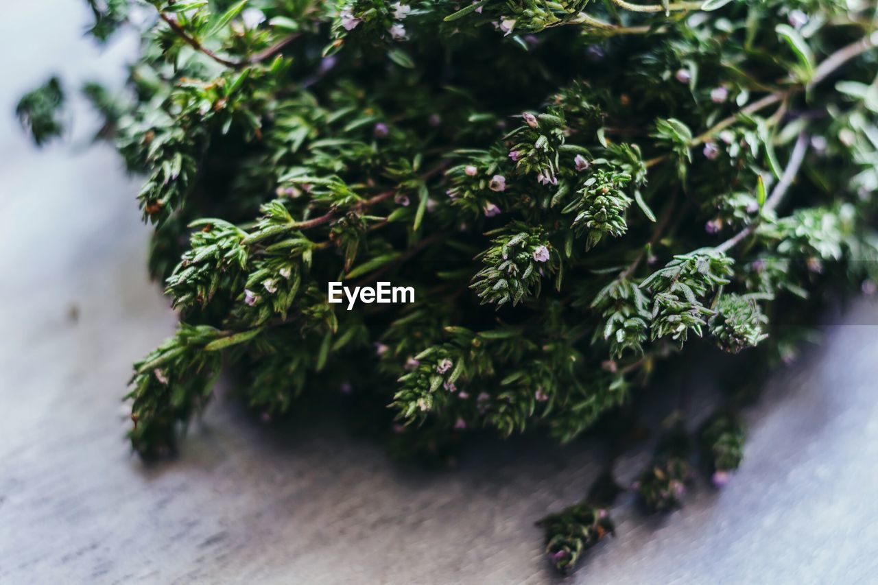 Close-up of thyme plants on table