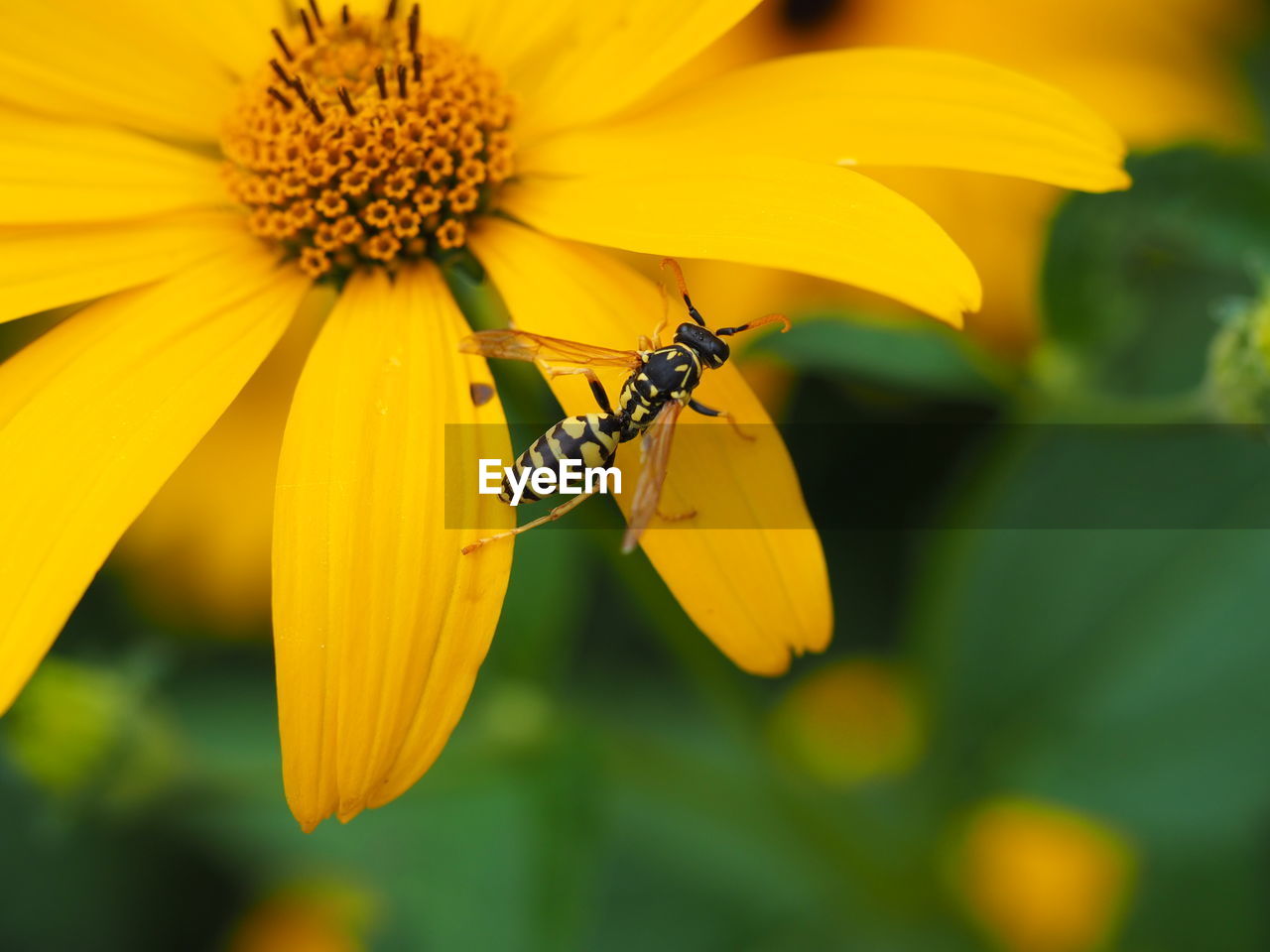 CLOSE-UP OF INSECT POLLINATING ON FLOWER